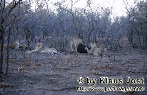African Lion/Loewe/Panthera leo        African lions         