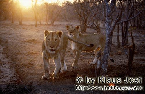 African Lion/Panthera leo        African lion at sunset         Shortly before sunrise – it was th