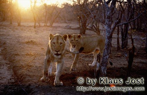 African Lion/Panthera leo        Lionesses on the hunt just before sunset             
