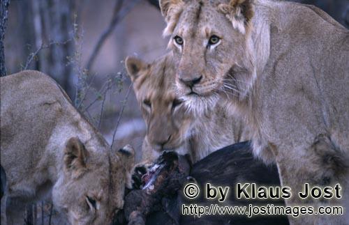 African Lion/Loewe/Panthera leo        Female african lions             