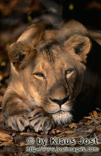 Barbary Lion/Panthera leo leo        Female Barbary lion (Panthera leo leo)        captive                    