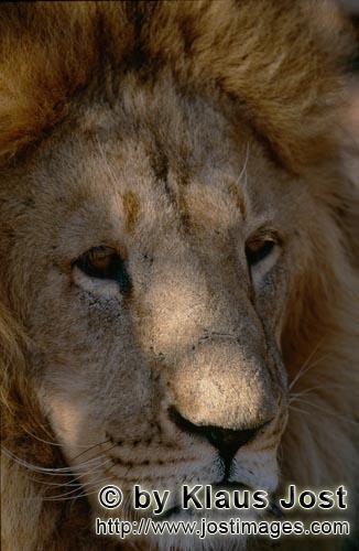 Barbary Lion/Panthera leo leo        Portrait Barbary lion         captive                