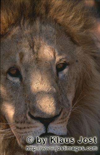 Barbary Lion/Panthera leo leo        Barbary lion with a sad face        captive                