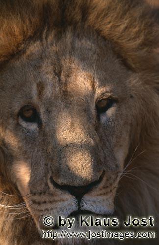 Barbary Lion/Panthera leo leo        The expressive eyes of the Barbary lion        captive                