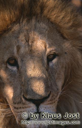 Barbary Lion/Panthera leo leo        Barbary lion close-up         captive                    