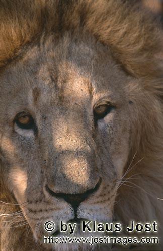 Barbary Lion/Panthera leo leo        Eye contact with the Barbary Lion         captive            