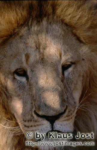 Barbary Lion/Panthera leo leo        Impressive portrait of a Barbary lion         captive                