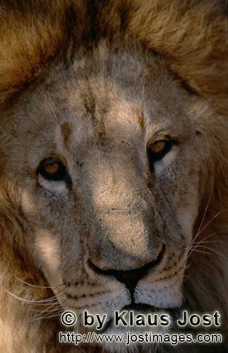Barbary Lion/Panthera leo leo        Fascinating Barbary Lion         captive                