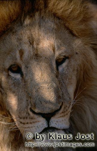 Barbary Lion/Panthera leo leo        Barbary lion head portrait        captive        