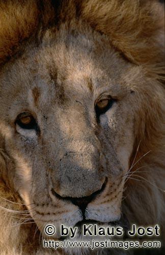 Barbary Lion/Berberloewe/Panthera leo leo        Barbary Lion Portrait        captive        