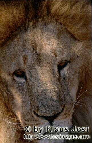 Barbary Lion/Panthera leo leo        Face of the Berber lion        captive    