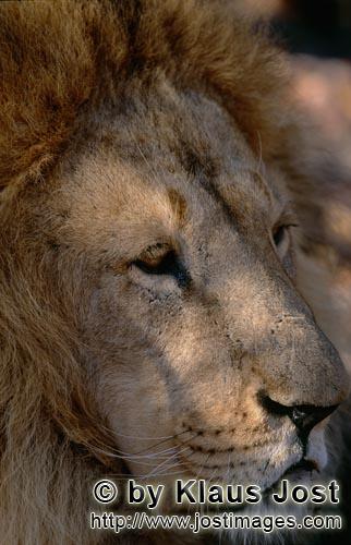 Barbary Lion/Panthera leo leo        Format Filling Barbary lion portrait         captive                