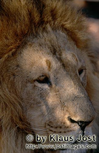 Barbary Lion/Berberloewe/Panthera leo leo        Barbary Lion Portrait        captive                