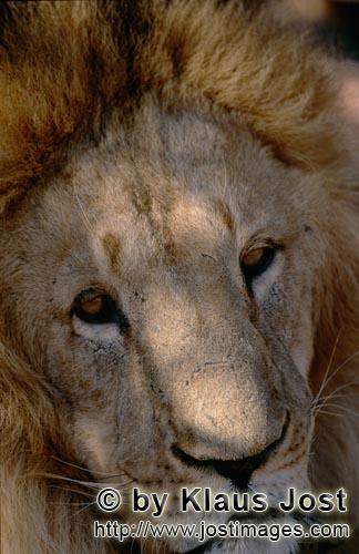 Barbary Lion/Berberloewe/Panthera leo leo        Barbary Lion Portrait        captive            