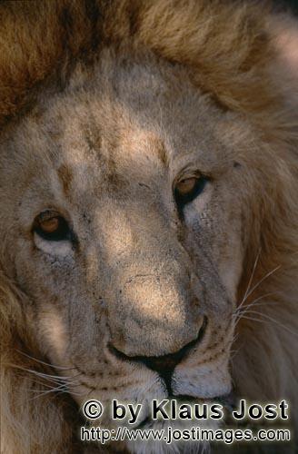 Barbary Lion/Panthera leo leo        Sympathetic Big Cat Barbary lion        captive        