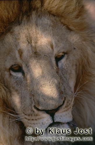 Barbary Lion/Berberloewe/Panthera leo leo        Barbary Lion Portrait        captive    