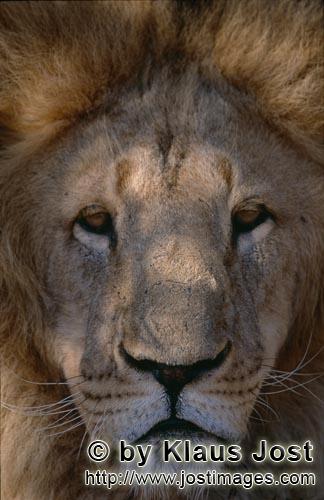 Barbary Lion/Panthera leo leo        Imposing Berber lion face        captive            