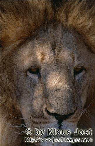 Barbary Lion/Berberloewe/Panthera leo leo        Barbary Lion Portrait        captive            