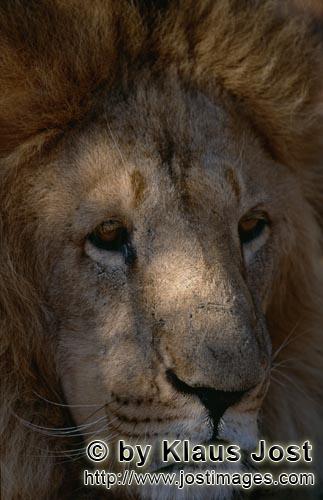 Barbary Lion/Panthera leo leo        Berber lion face        captive                