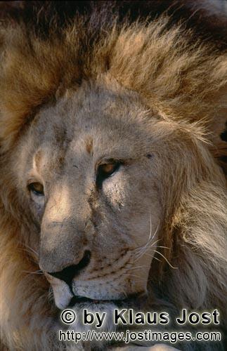 Barbary Lion/Panthera leo leo        Face of a big cat        captive                