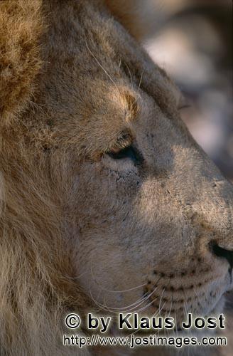 Barbary Lion/Panthera leo Leo        Barbary lion portrait from the side