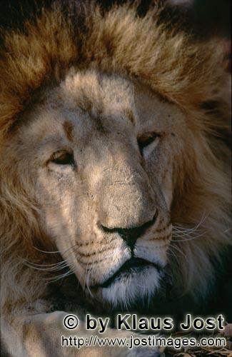 Barbary Lion/Berberloewe/Panthera leo leo        Barbary Lion Portrait        captive        