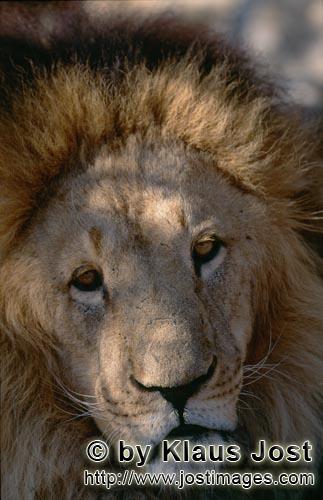 Barbary Lion/Panthera leo leo        Fascinating Barbary lion face    