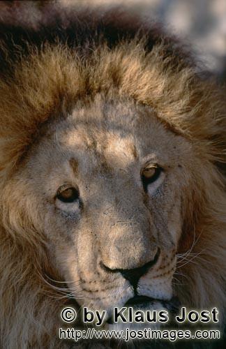 Barbary Lion/Panthera leo leo        Barbary Lion: Impressive portrait of a big cat        captive    