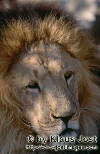 Barbary Lion/Panthera leo leo        Face of the Berber lion        