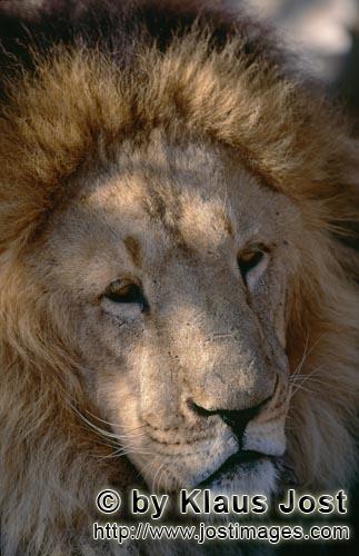 Barbary Lion/Panthera leo leo        Expressive Berber lion eyes        captive                    