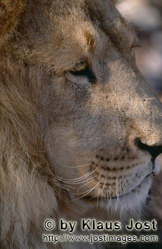 Barbary Lion/Panthera leo Leo        Side head portrait of a Barbary lion