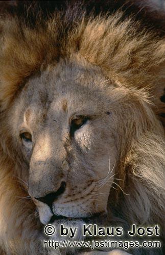 Barbary Lion/Panthera leo leo        Attractive face of the Berber lion         captive                        