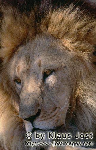 Barbary Lion/Panthera leo leo        Barbary Lion: character head with mane        captive                