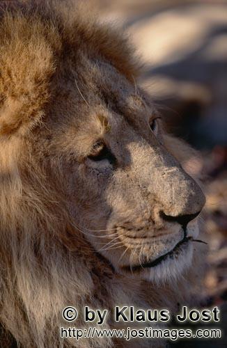 Barbary Lion/Panthera leo leo        Impressive head portrait Barbary lion        captive            
