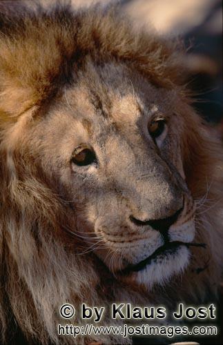 Barbary Lion/Berberloewe/Panthera leo leo        Striking Barbary lion portrait        