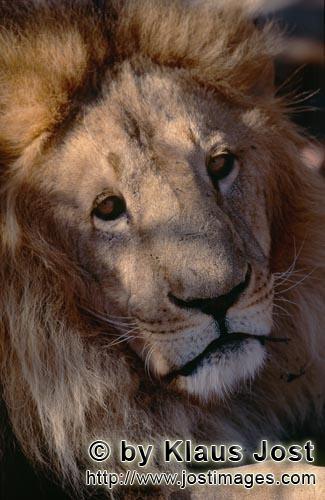 Barbary Lion/Panthera leo leo        Expressive Barbary lion face         captive                