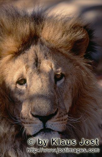 Barbary Lion/Panthera leo leo        Attentive Barbary lion    
