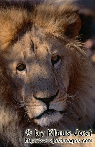 Barbary Lion/Berberloewe/Panthera leo leo        Barbary Lion Portrait        captive                