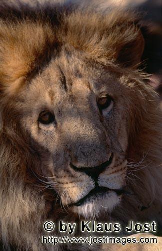 Barbary Lion/Panthera leo leo        Big cat Barbary lion portrait        captive                        