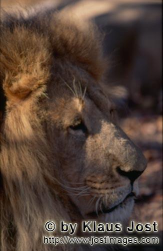 Barbary Lion/Panthera leo leo        Barbary lion: Side head portrait        captive                