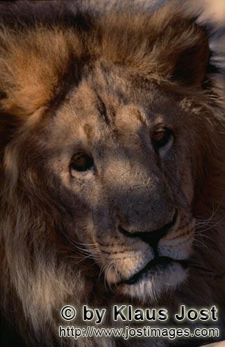 Barbary Lion/Panthera leo leo        Striking Barbary lion face        captive                
