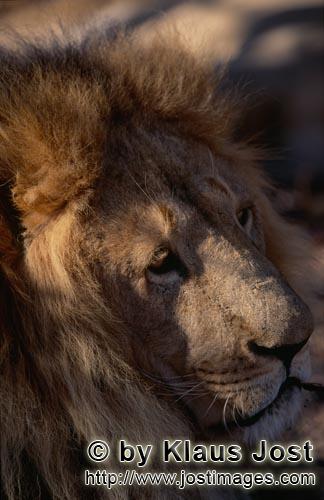 Barbary Lion/Panthera leo leo        Lateral Barbary lion head portrait        captive                
