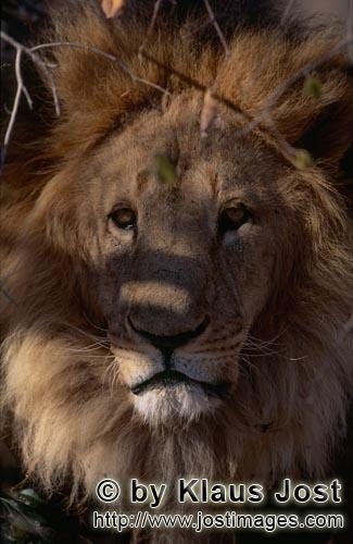 Barbary Lion/Panthera leo leo        looking out the undergrowth        captive                