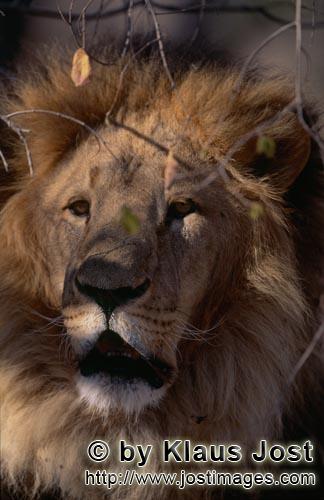 Barbary Lion/Panthera leo leo        Barbary lion in full concentration        captive                