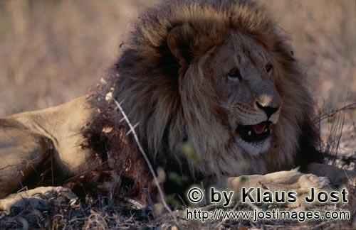Barbary Lion/Panthera leo Leo        Relaxed Barbary lion        captive    