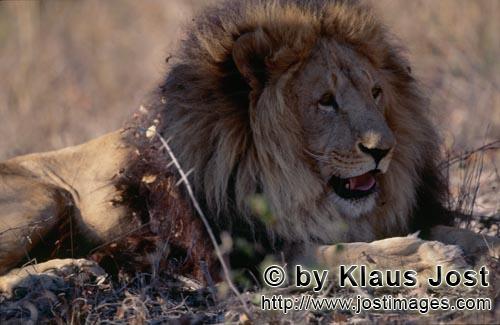 Barbary Lion/Panthera leo leo        Barbary Lion resting     