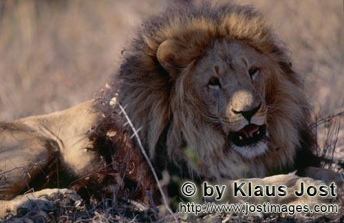 Barbary Lion/Panthera leo leo        Satisfied Barbary lion        captive            