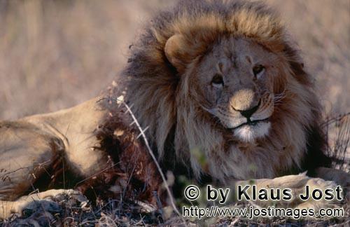 Barbary Lion/Panthera leo leo        Barbary lion with a long and dense mane        captive                  