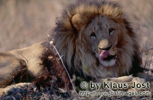 Barbary Lion/Panthera leo leo        Barbary Lion Panthera leo leo        captive                