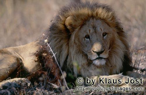Barbary Lion/Berberloewe/Panthera leo leo        Extinct in the wild: The Barbary lion        captiv